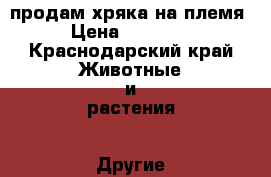 продам хряка на племя › Цена ­ 30 000 - Краснодарский край Животные и растения » Другие животные   . Краснодарский край